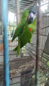 Burung hans macaw Breeding pair Siap lesen