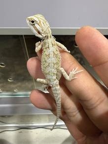 Bearded Dragon 