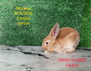 Minirex