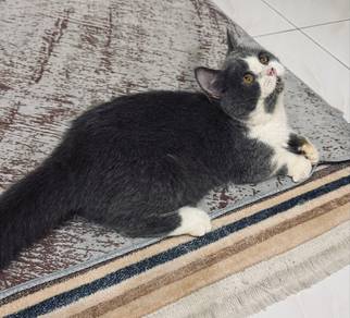 Supershort Munchkin