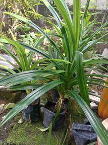 pokok pandan 