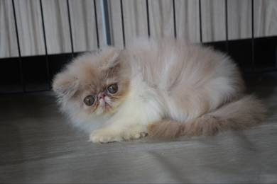 Pure Persian boy