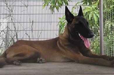 Belgian Shepherd (Male) Promo