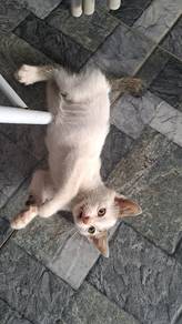 Male Kitten (Kuching jantan) adoption
