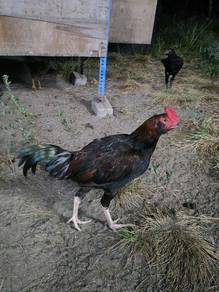 Ayam magon 