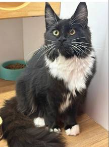 Mainecoon Cat for Sale
