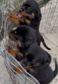 Rottweiler Puppies
