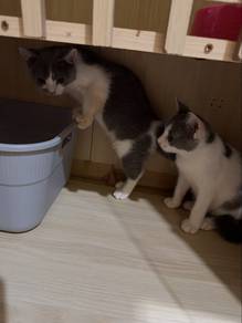 bsh
