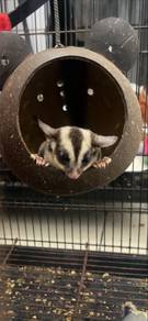 Sugar Glider