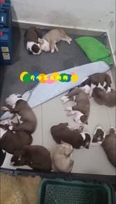 Pitbull (M/F)