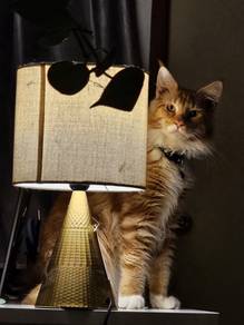 Mainecoon original