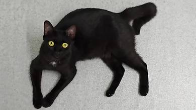 Free Female Cats For Adoption