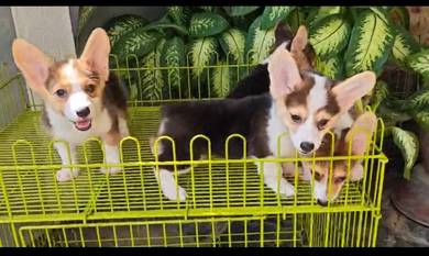 corgi