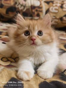 American curl mix dlh