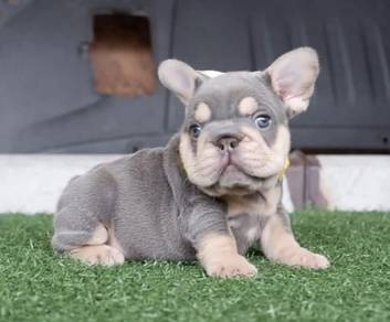 FRENCH BULLDOG PUPPIES VIP178🌻Cute & Healthy