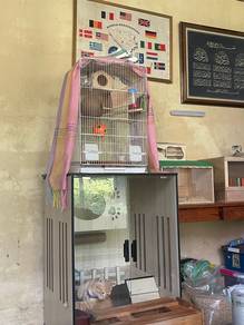 sugar glider