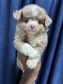 chihuahua+5