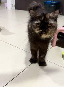 Persian mix BSH