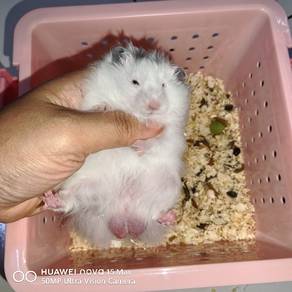 Hamster Syirian Dominant Spot Blue male LH