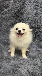 Pure Breed Pomeranian (Female) 纯种奶油色博美 尴尬期 女生