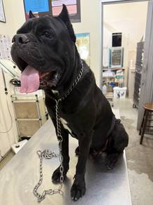 Cane corso for stud service