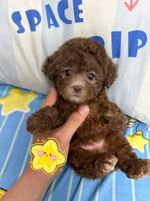 mimi poodle -Girl 
