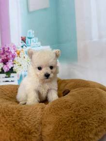 Poodle Mix