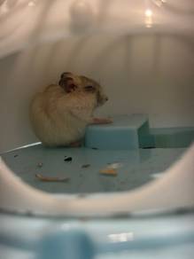 syrian hamster