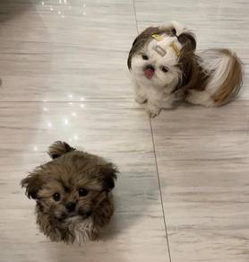 Shihpoo