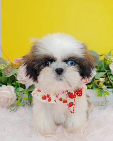 Shih Tzu