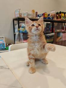 Maine coon with marble marking