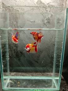 Ikan laga betina pk multicolour