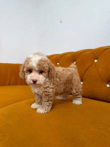 Poodle Parti Color