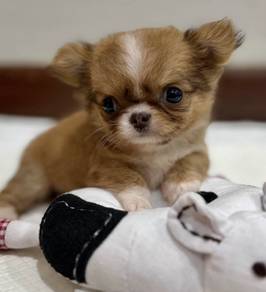 CHIHUAHUA PUPPIES CH299🌷 Head Apple