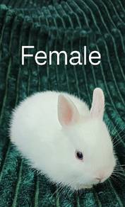 Netherland Dwarf Rabbit Babies 