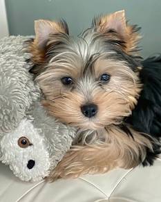 Squeal-worthy Silkse Yorkie Look Puppy Dog
