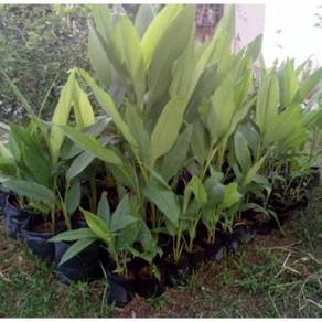 Benih temu pauh / temu mangga