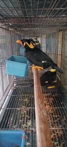 Burung tiong mas siap lesen