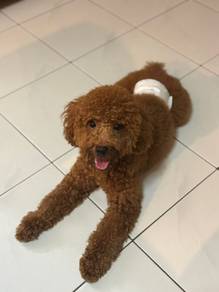 poodle puppy