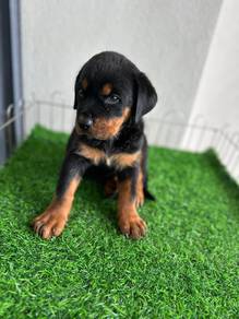 Rottweiler available1