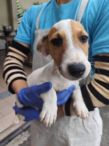 Jack Russell male pup