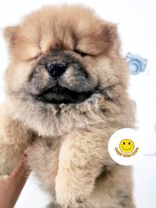 QQQ9000 Chow Chow big paws extremely thick haired