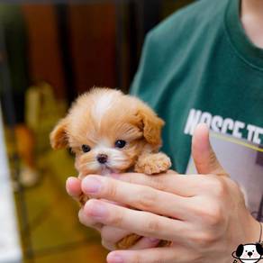 Maltipoo