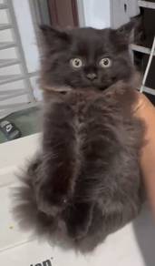 persian