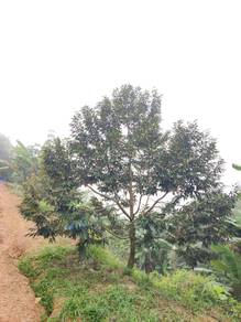 Agricultural Land in Titi, NSN
