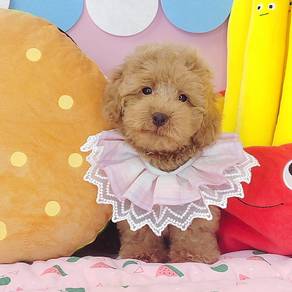 Toy Poodle