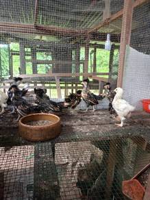anak ayam poland