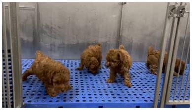 Toy poodle 