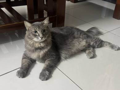 maincoon male mandul 1years