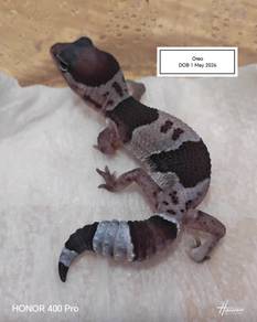 Fattail Gecko 